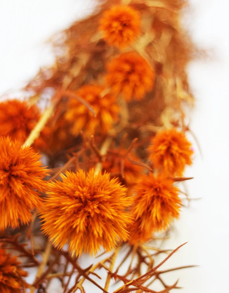 Preserved Echinops