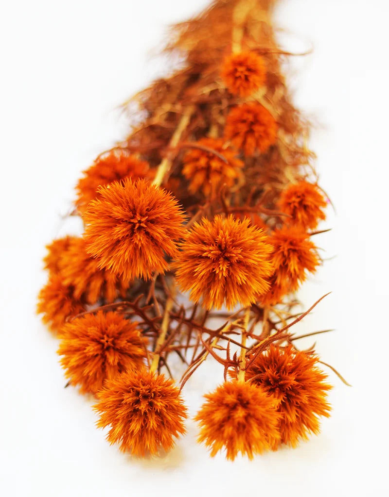 Preserved Echinops Bunch