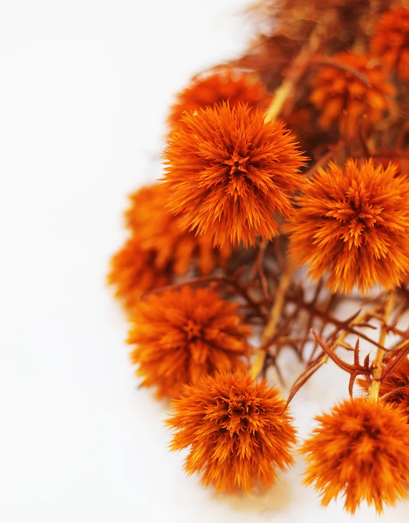 Preserved Echinops Bunch