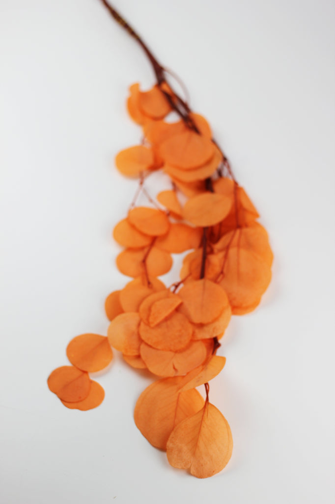 Preserved Populus Orange