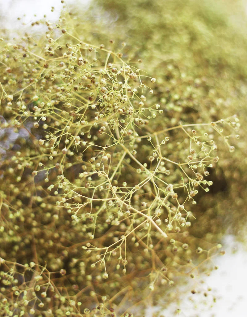 Preserved Gypsophila 
