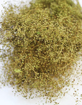 Preserved Gypsophila Bunch