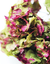 Preserved Hydrangea