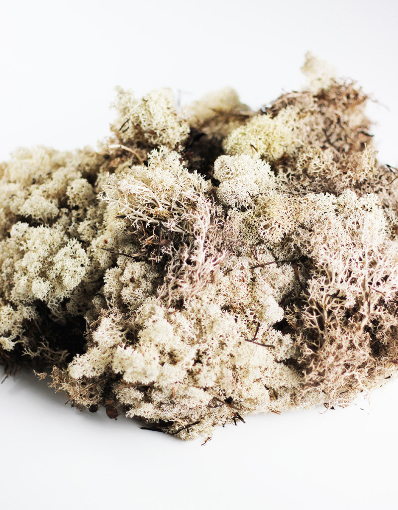 Preserved Reindeer Moss