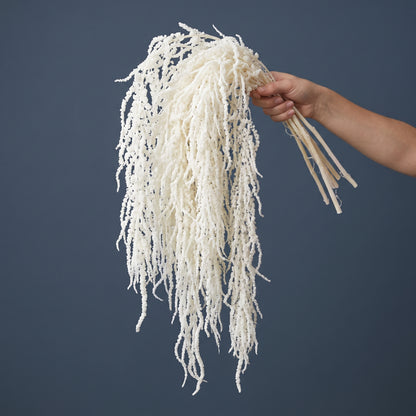  Preserved Amaranthus Bleached flowers