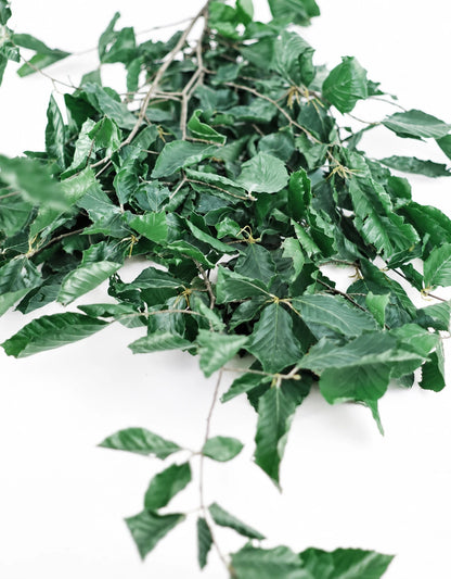 Preserved Beech Leaves Green bunch