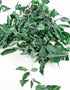 Preserved Beech Leaves Green bunch