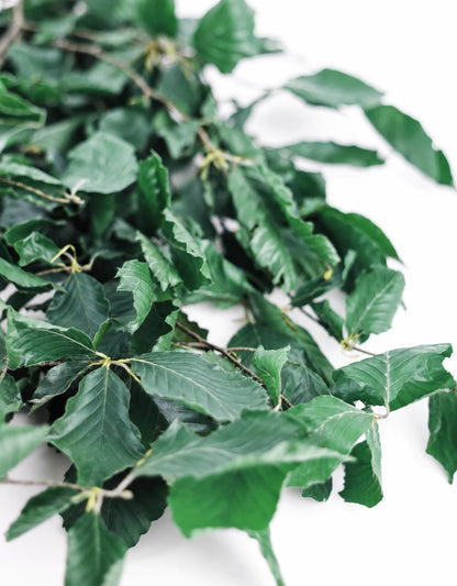 Preserved Beech Leaves