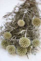 Preserved Flowers – Echinops Green Natural 70cm