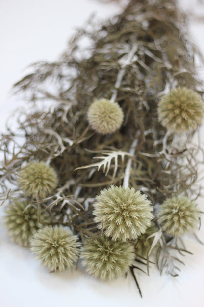 Preserved Flowers – Echinops Green Natural 70cm