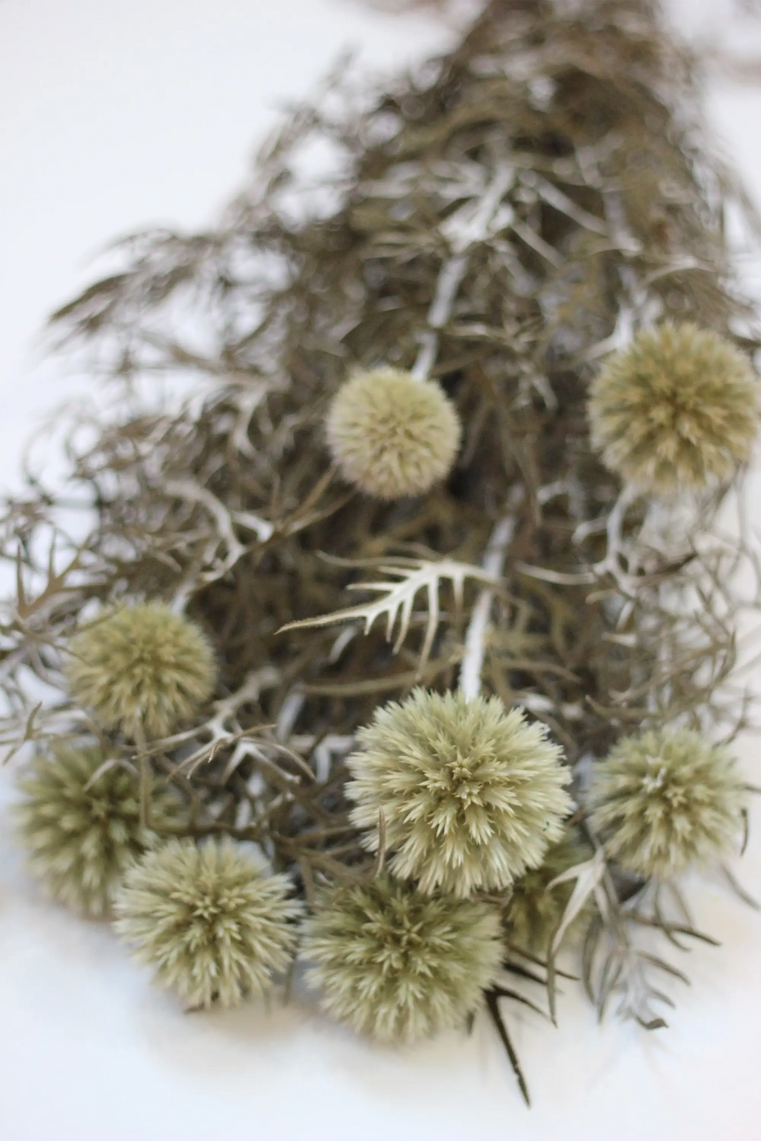 Preserved Echinops - Green/Natural 70cm