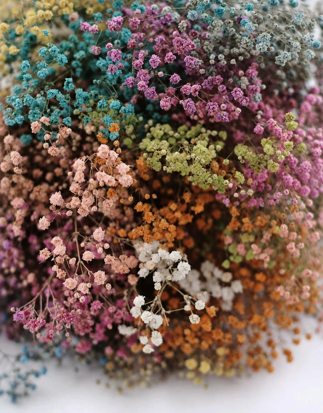Preserved Gypsophila