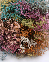 Preserved Gypsophila
