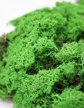 Preserved Moss - Shamrock Green, 500g