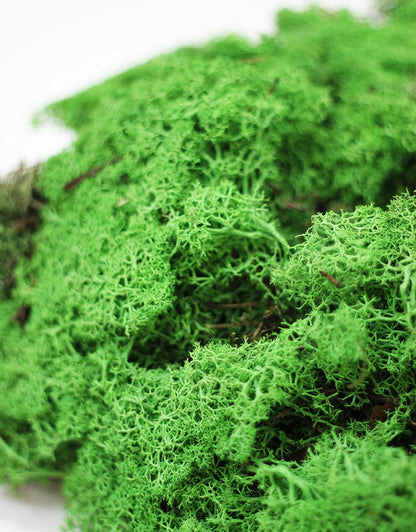 Preserved Moss - Shamrock Green, 500g