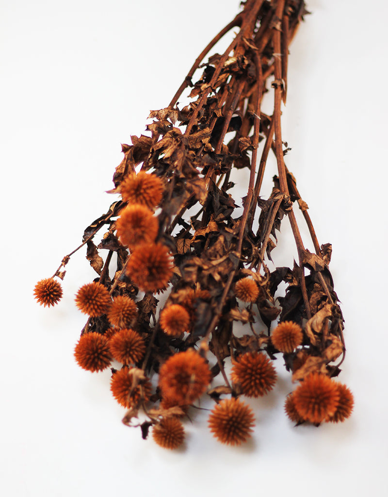 Preserved Thistle Echinops 