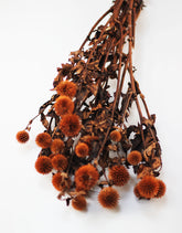 Preserved Thistle Echinops 