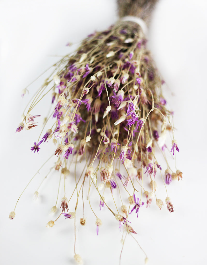 Dried Immortelle Flowers