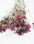  Purple Dried Limonium flowers bunch