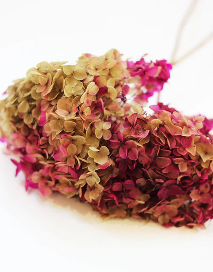 Purple Light Green Hydrangea 