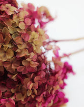 Purple Light Green Hydrangea 