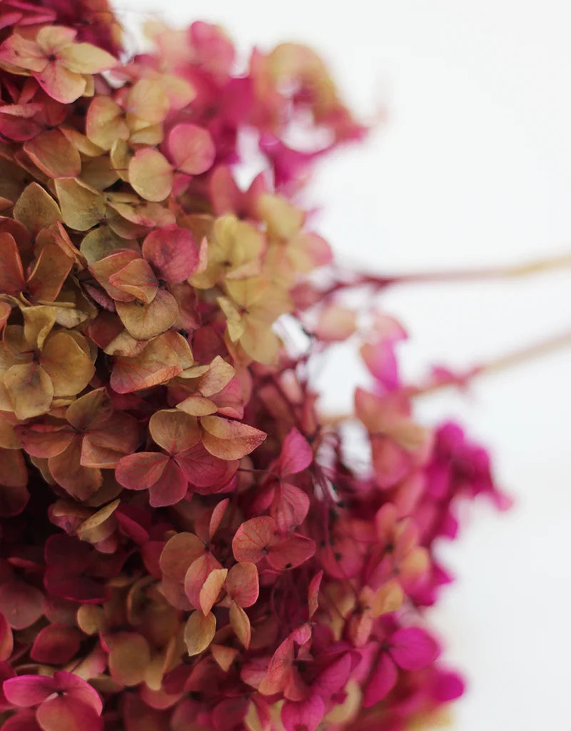 Purple Light Green Hydrangea 