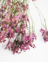 Dried Limonium flowers bunch