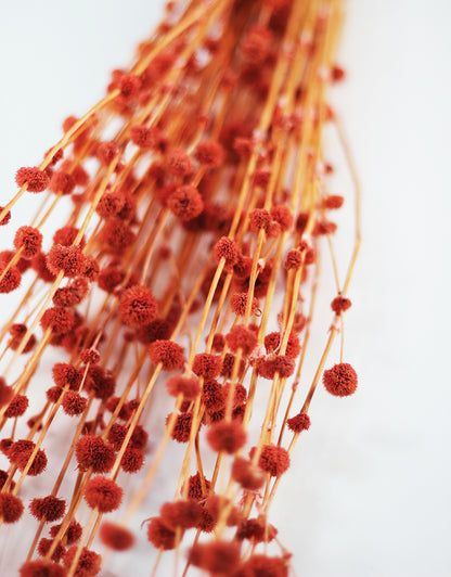 Dried Big Mars Flowers bunch - Salmon, 65cm