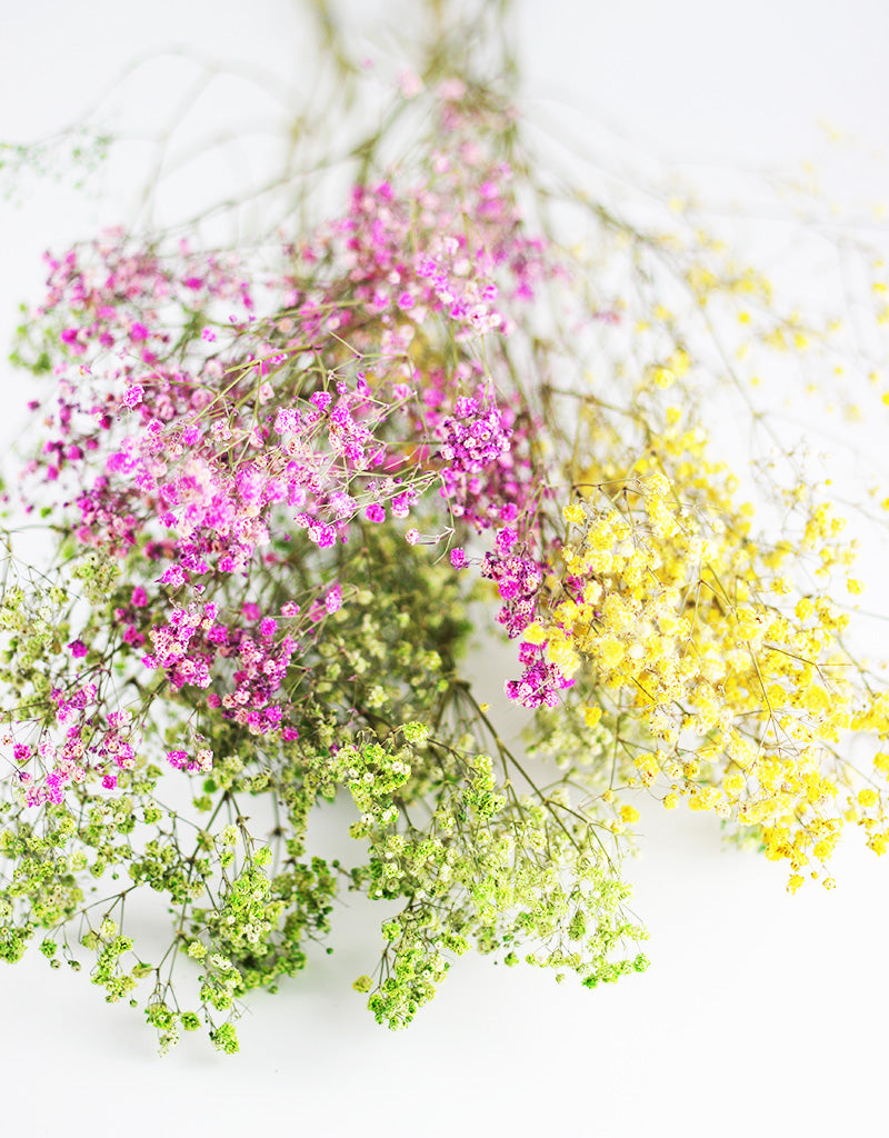 Vibrant Dried Gypsophila