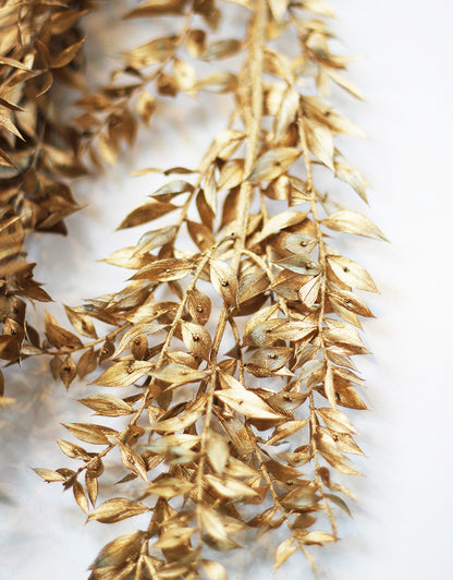 Wholesale Dried Ruscus