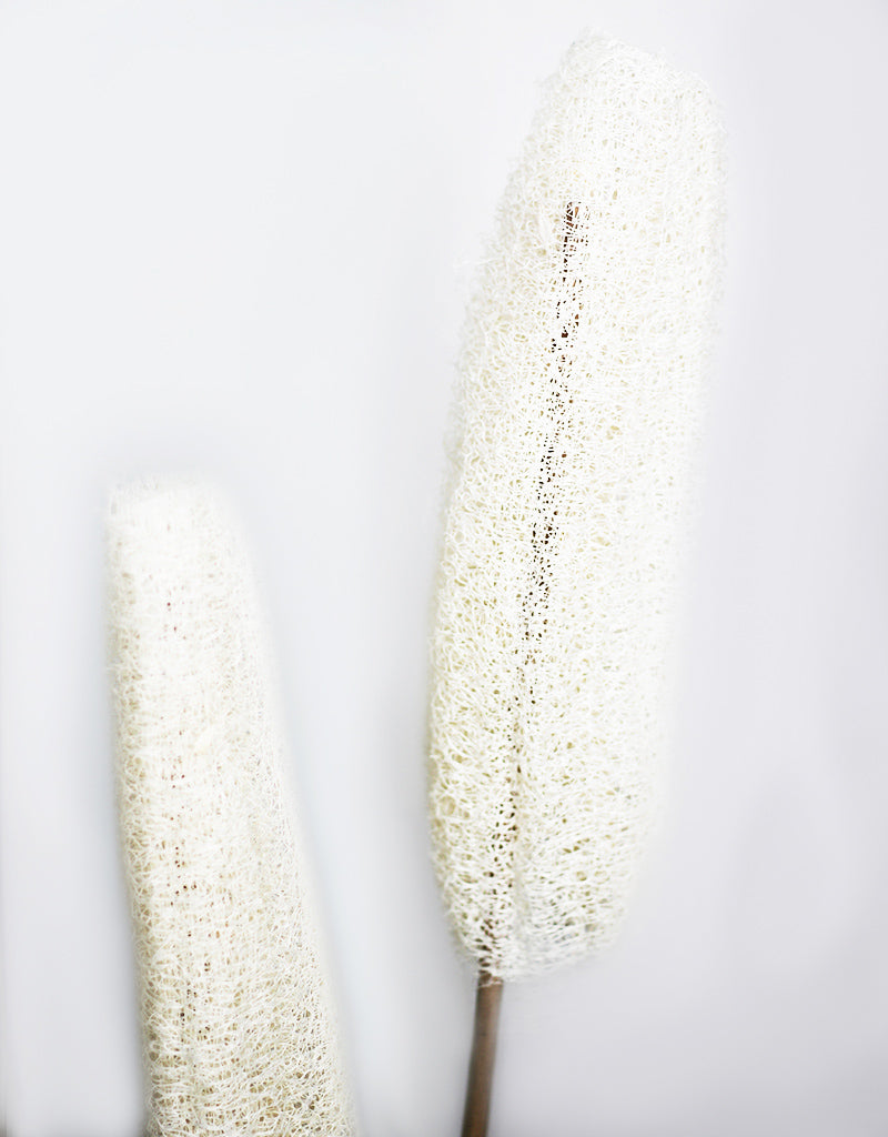 Dried Luffa