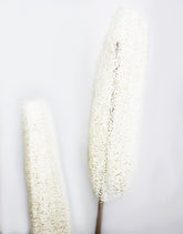 Dried Luffa