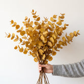 Yellow Eucalyptus Stuartiana Preserved Bunch