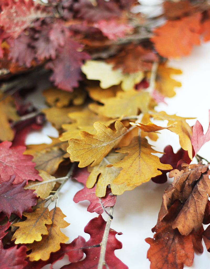 autumn_Preserved_Oak_Leaves