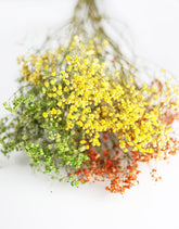 autumn dried gypsophila