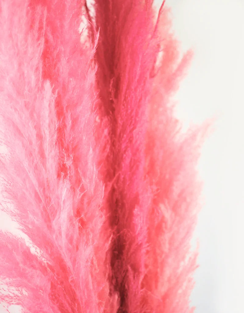Fluffy Vibrant Dried Pampas Grass - 5 Stems, 110 cm length, Baby Pink Mix (Cortaderia)