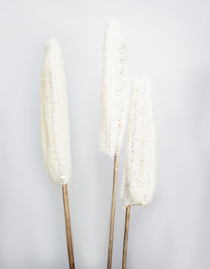 XL Dried Luffa