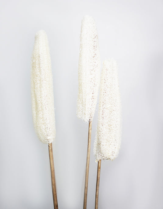 Dried Flowers Decor Wholesale Dried Flowers UK Delivery