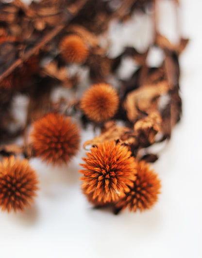 Preserved Thistle Echinops 