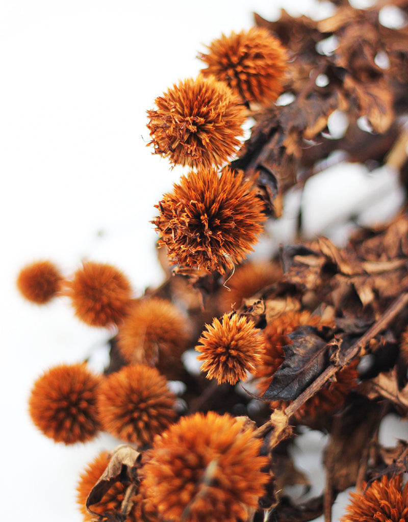 Preserved Thistle Echinops 