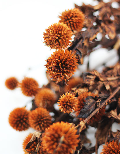 Preserved Thistle Echinops 