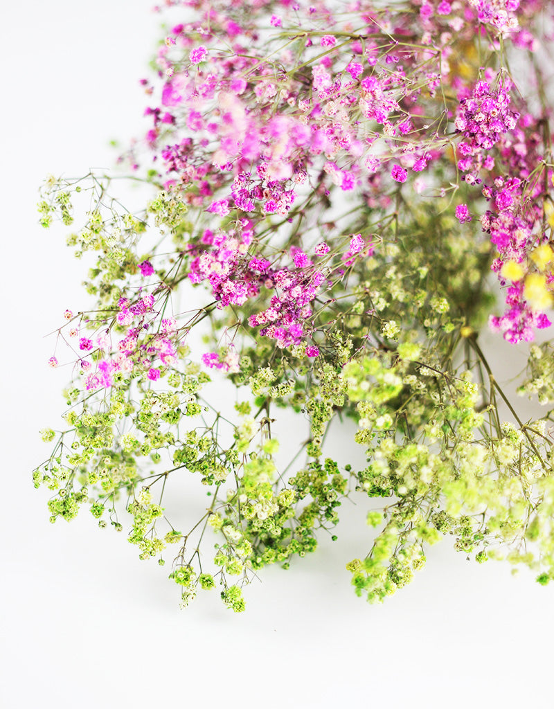 Dried Gypsophila