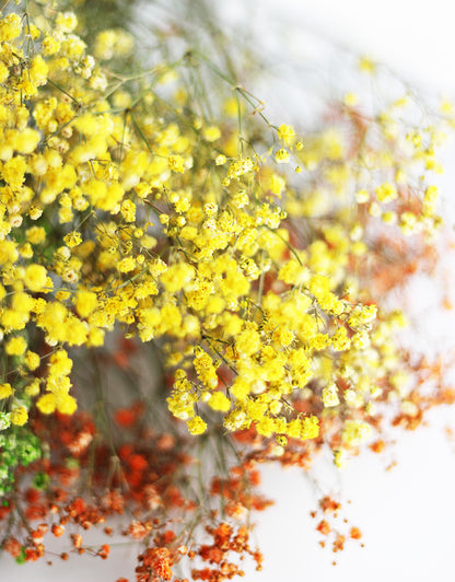 bulk buy gypsophila