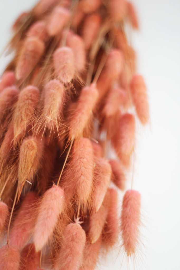 bunny tail grass