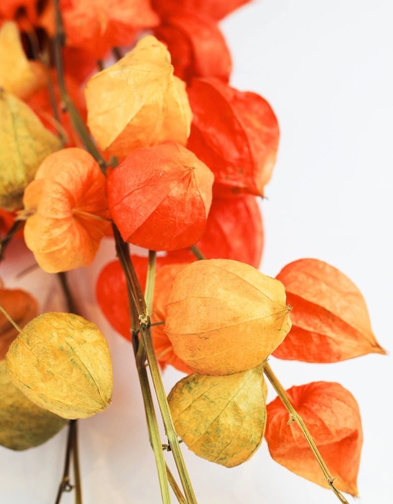 dried Chinese lanterns
