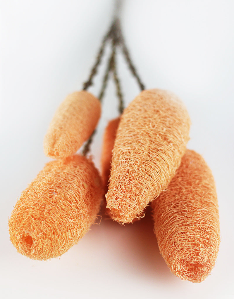 Dried Luffa (Loofah) - 5 stems, 60 cm length, Peach