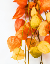 Close-up of orange and yellow physalis flowers on a white background