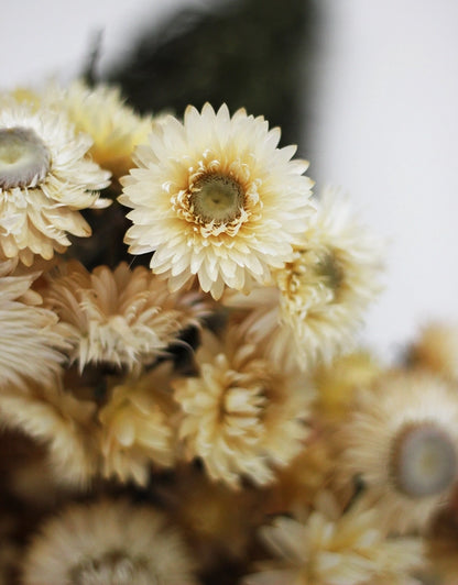 Dried Helichrysum - Cream Bunch, 10 Stems, 50 cm