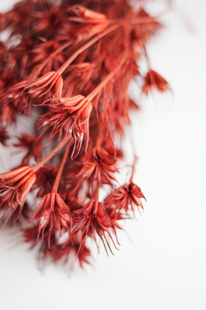 Dried Nigella Orientalis Flowers