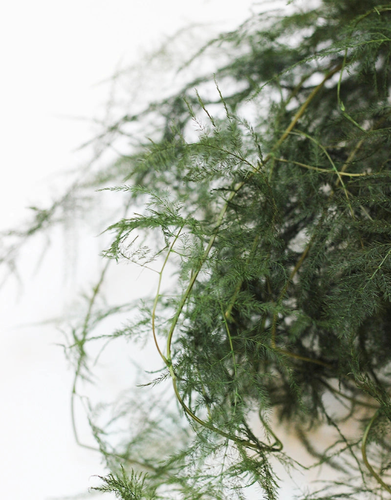 Preserved Asparagus